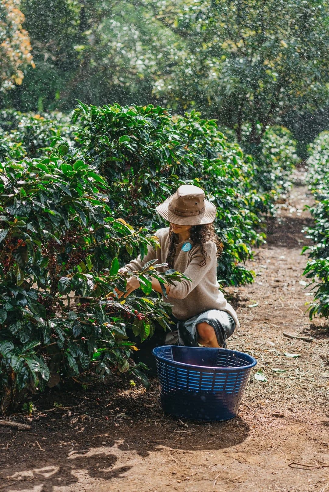 Woman in a sun hat picking ripe coffee cherries into a basket between rows of coffee plants