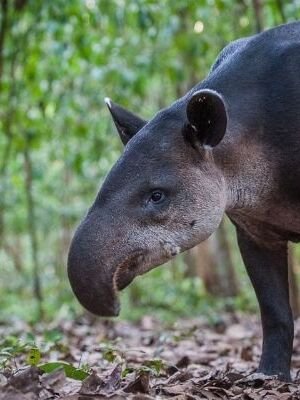 Descripción-de-la-foto-tapir-en-estado-salvaje-en-medio-de-un-bosque-crédito-Sean-Crane-Photography