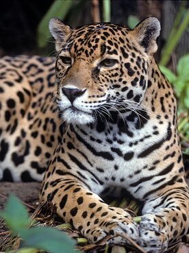 peten-increibles-animales (1)